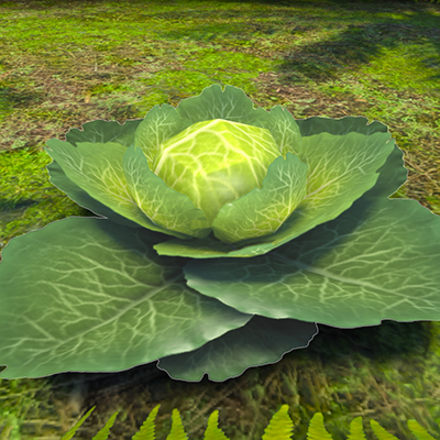 Cabbages.png