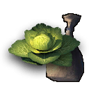 Seeds Cabbage.png