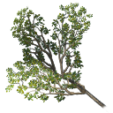 File:OakTreeBranches.png